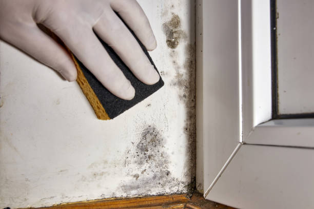 Best Mold Documentation for Insurance Claims  in Santa Nella, CA